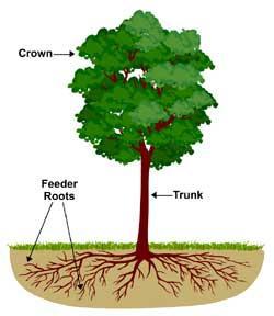 How Plant Roots Grow The small feeder roots constitute the major portion of the root system's surface area. Feeder roots are located throughout the entire area under the canopy of a tree.