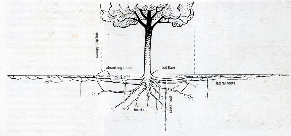 Depth of Water Extraction by Roots Most water is taken up by roots from the top 12 of soil (40% - 70% or more).