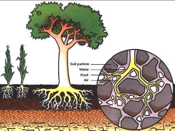 Soil Structure Water - Air & Plant Root Relationships The movement of air, water, and plant roots through a soil is affected by soil structure.