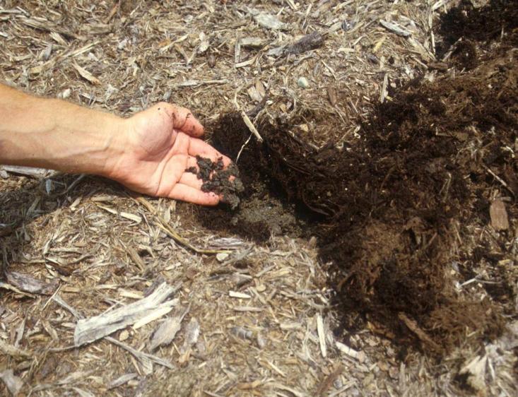 ultimately shaping the type of soil formed. Mulches gradually incorporate into the soil profile from the top down.