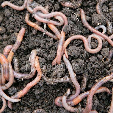 Soil Macrofaunea - Earthworms About 7000 species exist worldwide. Don't eat existing vegetation but feed on organic matter.