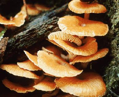 Soil Microflorea - Fungi Role in soil is to break down cellulose, lignins, and gums.