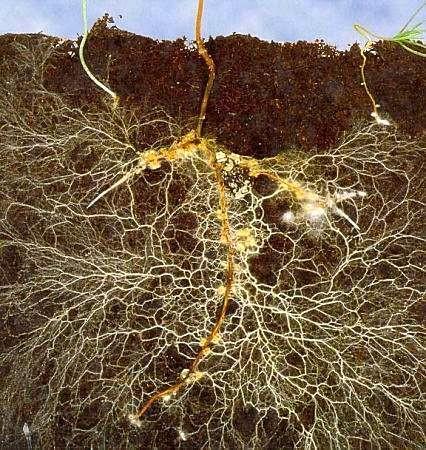 Benefits of Mycorrhiza: Enhanced plant efficiency in absorbing water and nutrients (especially phosphorous) from the soil. Reduces fertility and irrigation requirements.