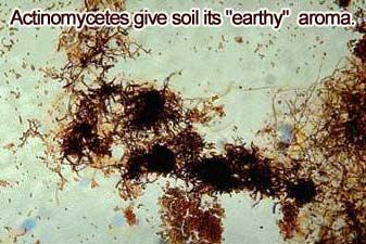 Actinomycetes related to both fungi and bacteria Soil Microflorea (cont.