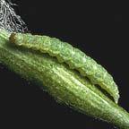 Diamondback Moth Larvae Color is pale green,
