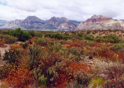 Natures Landscapes Vegas Desert
