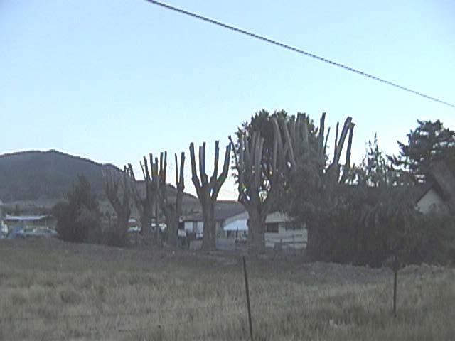 Cactus Trees?