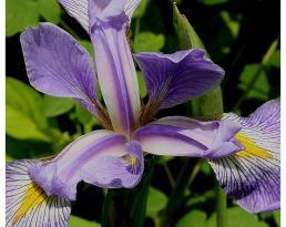 Conditions Comments: Southern blue flag is an ideal plant for edges of ponds, lily pools or drainage ditches.