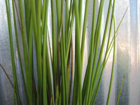 Soft Rush Plant Characteristics Duration: Perennial Habit: Grass/Grass-like Size Notes: 6 to 1 Leaf: Dark Green Fruit: Brown Growing Conditions Scientific Name: Juncus effusus The soft rush, a