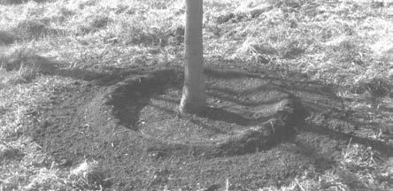 Figure 33. When using a raised ring for basin irrigation on a newly planted tree, make the ring at the edge of the root ball.