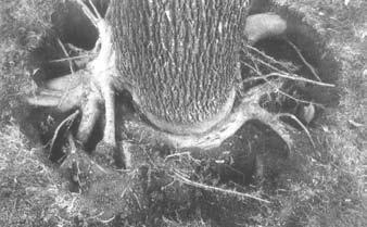 Figure 2. Planting too deep is the primary cause of girdling roots. The cause of this tree s decline is only observable with a root collar excavation exposing the girdling roots. Figure 3.