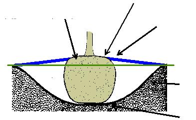 Figure 11. Planting hole criteria. Generally, at least two structural roots should be within the top 1 to 3 inches of the soil surface, measured 3 to 4 inches from the trunk.
