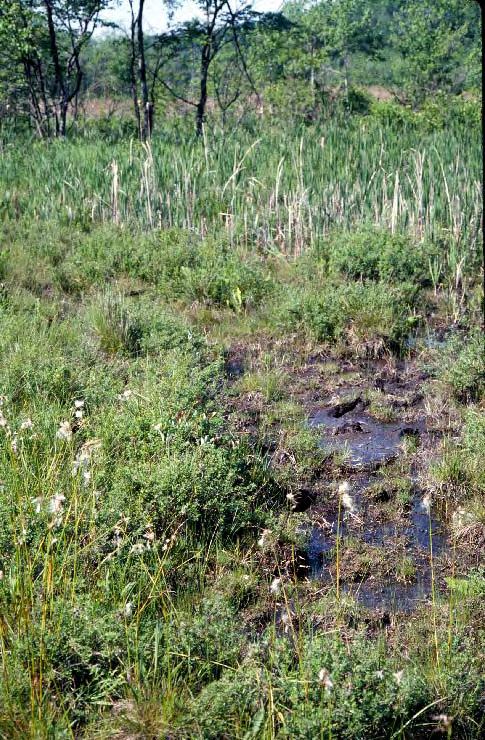 Fen Conservation Zone Protect wetland footprint and 300-ft wide buffer from physical disturbance of soils or vegetation, and from applications of pesticides or fertilizers.