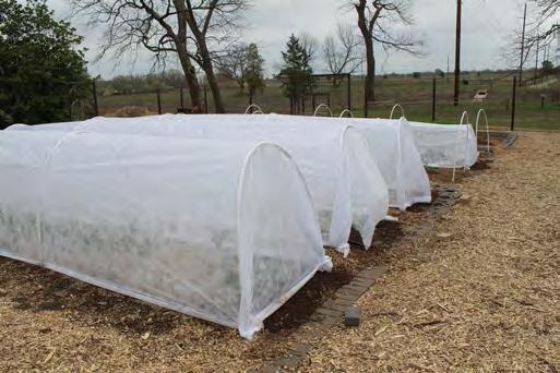 The conservation-minded gardener may find an attached solar greenhouse desirable, even though the initial cost may be higher than a simple, freestanding, uninsulated greenhouse.