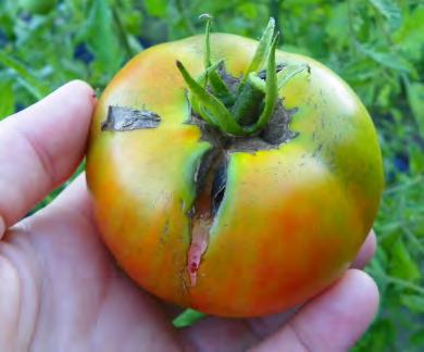 Molybdenum: If small, individual white spots are seen near the center of the fruit, then a molybdenum deficiency could be the culprit.