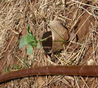 Figure 4.27. Toilet paper roll placed around young plant helps control cutworms. cause webbing or a bronzing cast to plant foliage.