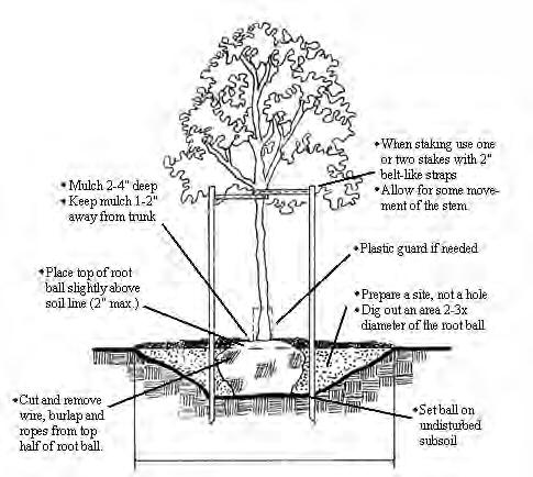 Figure 6.31. Diagram of properly planted tree. plants. These materials do not rapidly decompose and can girdle roots as they enlarge after passing through the material.