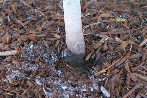 evaporating from the leaves faster than the roots can supply it. If there is ample soil moisture, the plant will absorb water in the evening to firm up the stems and leaves.