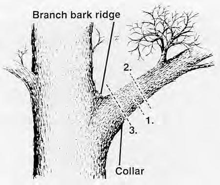 The first step is to saw an undercut from the bottom of the branch about 6 to 12 inches out from the trunk and about one-third of the way through the branch.
