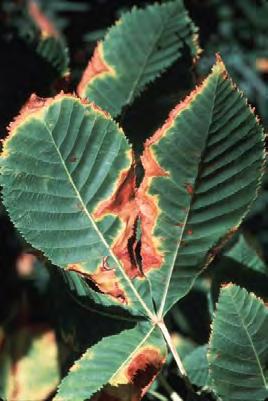 Cultural and Environmental Problems Leaf Scorch Leaf scorch appears mid- to late-summer when tree or shrub leaves show a browning or drying at the outer margin or in the areas between the veins