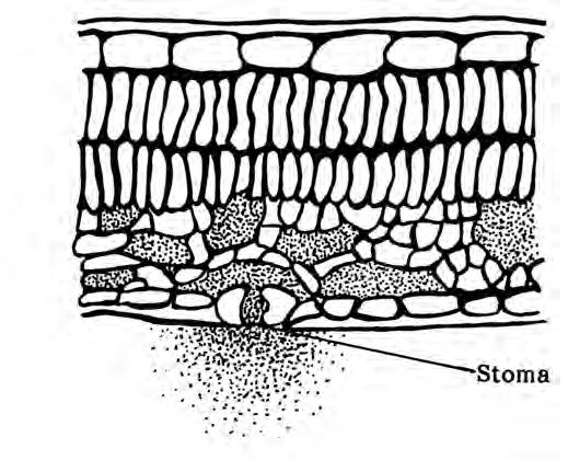 plant. Through the properties of hydration and cohesion, water can be pulled even to the top of a 350-foot redwood tree. Figure 2.31. Cross-section of a leaf. Dots represent relative humidity.