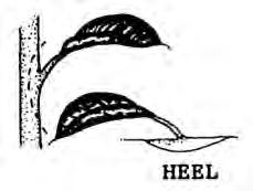are choice plants for leaf cuttings. Leaves of most plants will either produce a few roots, but no plant, or just decay. Heel Single node Figure 2.34. Cut areas.