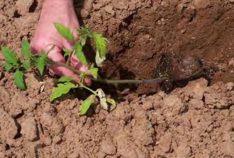 soil is dry, water a day or two before transplanting so soil is moist, but not wet or muddy.