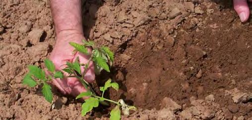 Just before planting, quick-acting material such as hydrated lime, fertilizers and well-decayed compost can be added.