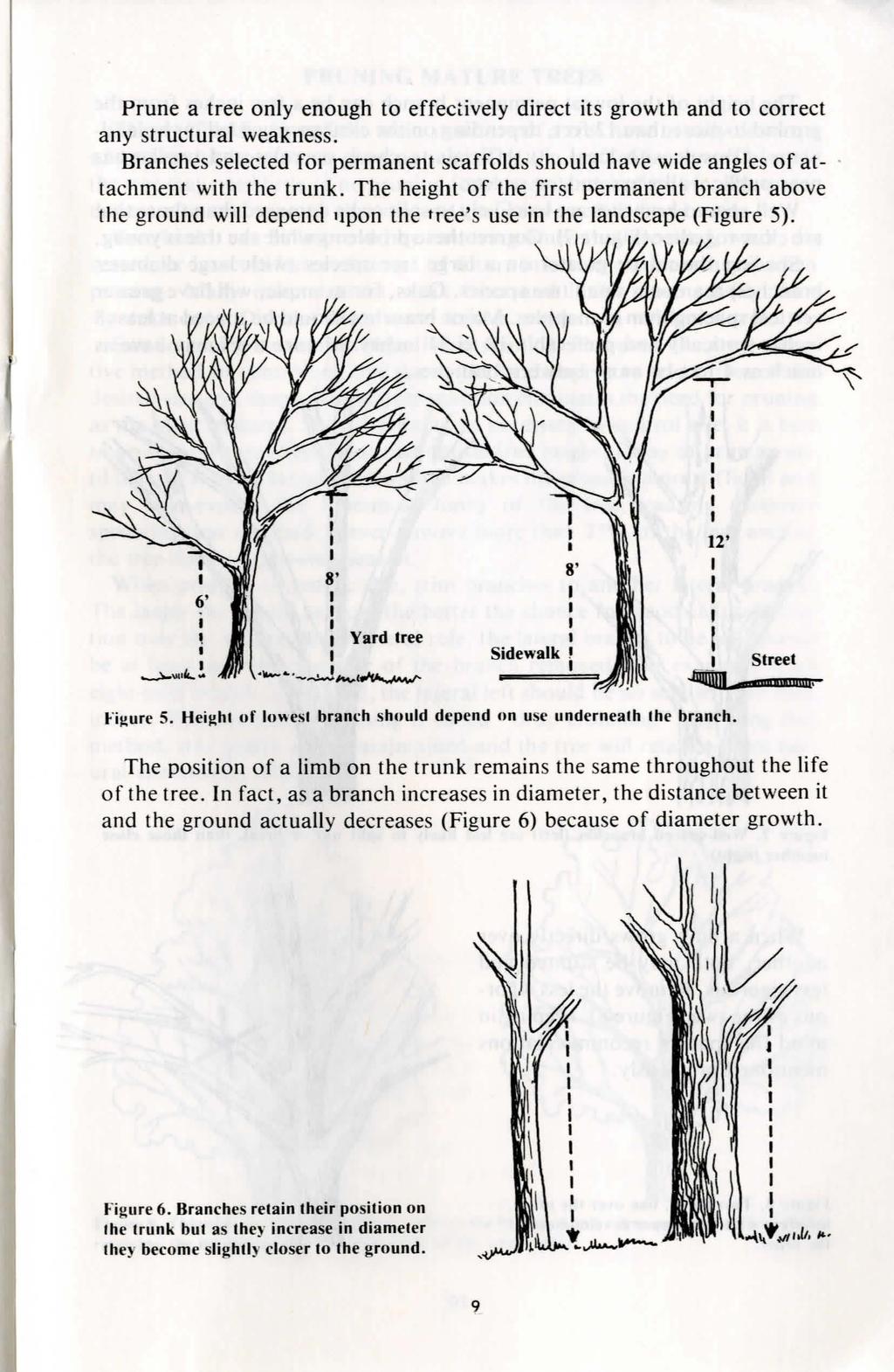 Prune a tree only enough to effectively direct its growth and to correct any structural weakness. Branches selected for permanent scaffolds should have wide angles of attachment with the trunk.