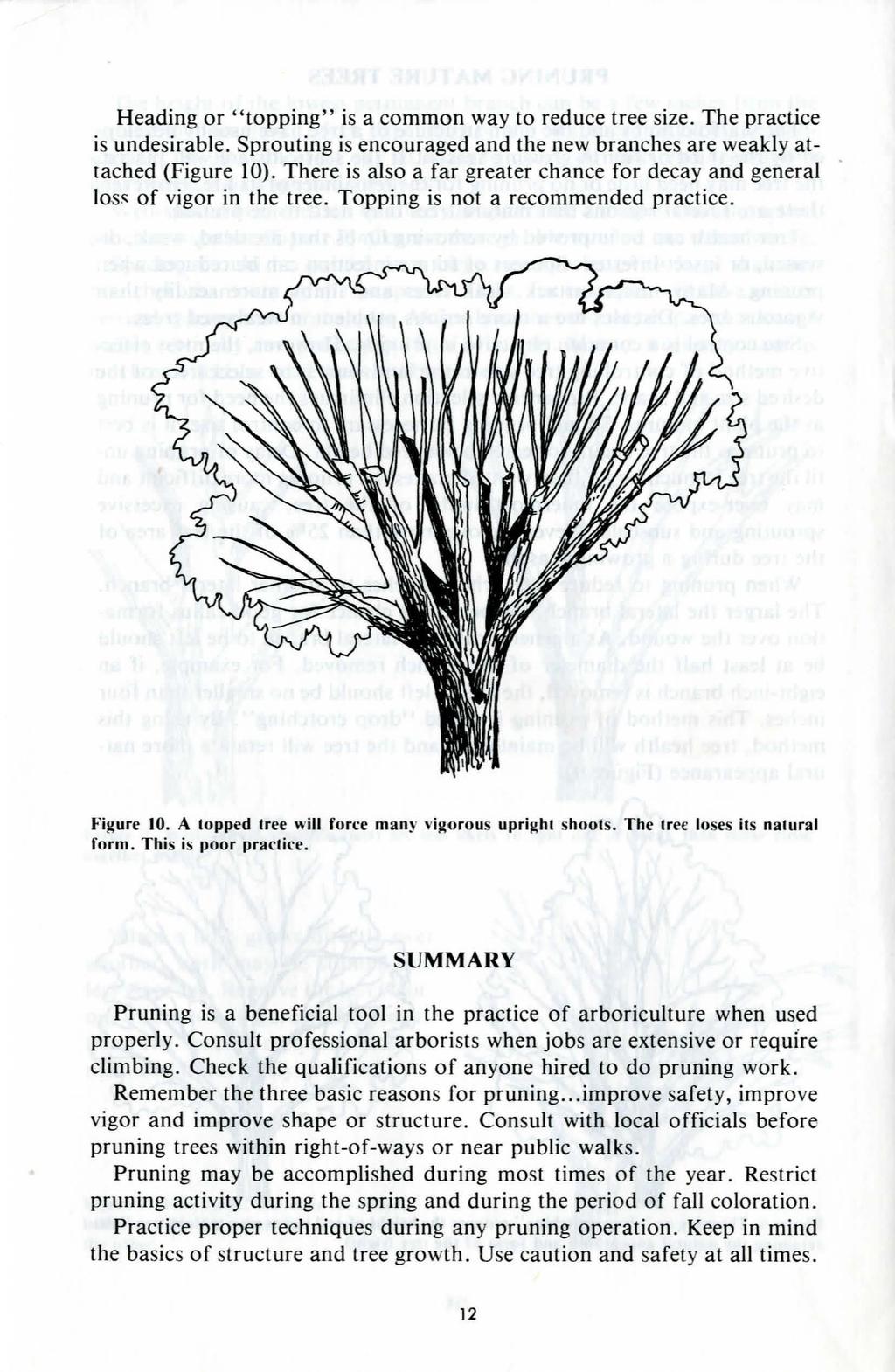 Heading or "topping" is a common way to reduce tree size. The practice is undesirable. Sprouting is encouraged and the new branches are weakly attached (Figure 10).
