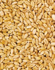of columns Tank capacity (t) Basic model Performance data (t/h) Wheat Rapeseed Barley Sunflower seeds Δ F 4 % (F 9 %; F 2 5 %) Δ F 4% (F 3 %; F 2 9 %) Δ F 4 % (F 9 %; F 2 5 %) Δ F 7 % (F 4
