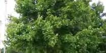 Native trees and shrubs (coniferous and