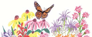 Wild for Monarchs Monarch memories last a lifetime. Plant a native butterfly garden or habitat, and create your own moments to remember. Planting a Native Plant Butterfly Habitat Garden?