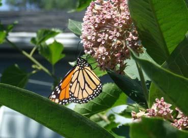 Without Milkweeds there can be no monarchs Douglas W. Tallamy Host Plants for Monarchs: Monarch larvae feed exclusively on milkweeds.