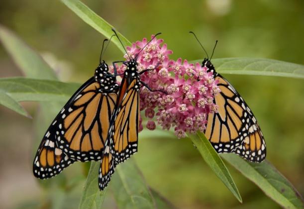 org/land/monarch/ Join local efforts to protect and restore natural areas and monitor pollinators.