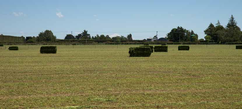 Introduction Establishment In New Zealand lucerne forms an integral part of many farm systems.