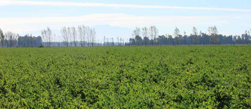 Lucerne is an excellent candidate for irrigation because it has a higher water use efficiency (WUE) than pasture as well as a deep rooting system that allows it to extract water that has dropped out