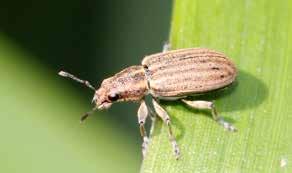 Sitona Weevil Adults are 44 mm long and fawn in colour. They have three cream stripes along the thorax (Figure 8). Eggs are cream and shiny when first laid but turn black within two days.