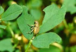 Sitona weevil larvae consume the roots and nodules of lucerne while adults eat the leaves.
