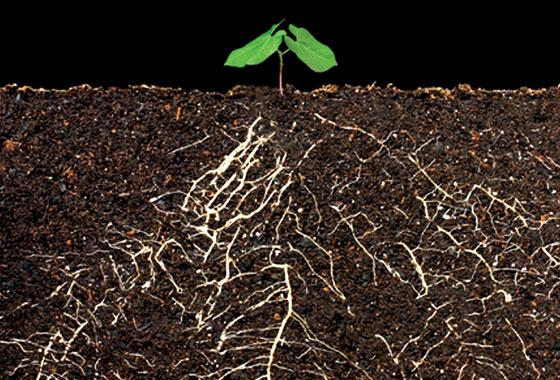 water and nutrients from soils? Soil controls fate of water and nutrients ROOTS! What do healthy soils provide plants?