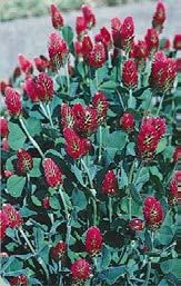 under in 30-45 days Cool season cover crops: Sow Sept Oct or Feb-March Hairy vetch,