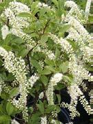 stay moist, plant moisture tolerant plants: River Birch Bald Cypress Willow Oak Clethra Hardy hibiscus Joe Pye Weed