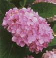 ) Logarithmic scale Hydrangeas flower pink in basic soils And blue in acidic soils More