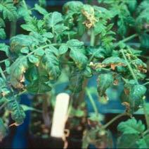 Nitrogen Too much burns plants Too much increases pest problems Especially aphids, scale, and
