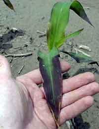 lack of nutrient in soil Potassium 10-5-15 Plant health tonic!
