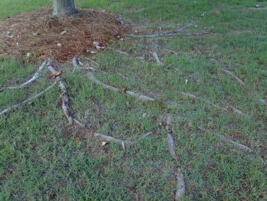 Surface Rooting Root Rot, Poor Growth Roots grow where there is air, water and nutrients!