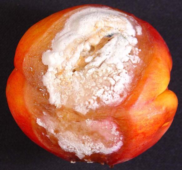 Postharvest decays of stone fruits Brown rot