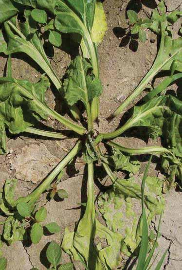 About Rhizoctonia