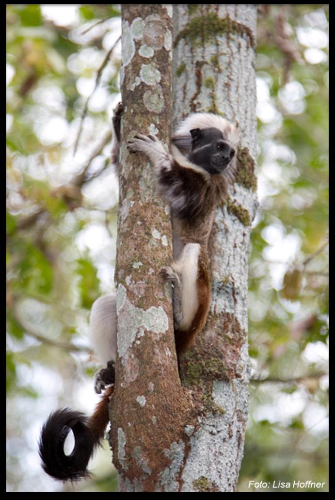 Cotton-top Tamarin, also know as Tití Quick Facts: Height: 1 foot ( 
