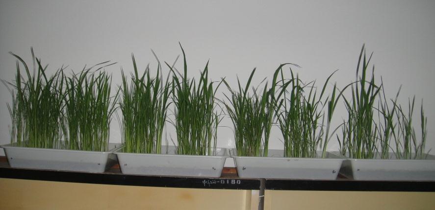 The sterile and low seed setting plants probably kept tillering under water condition in the field. The survival rate of W2 after irradiation decreased sharply (Figure 6).